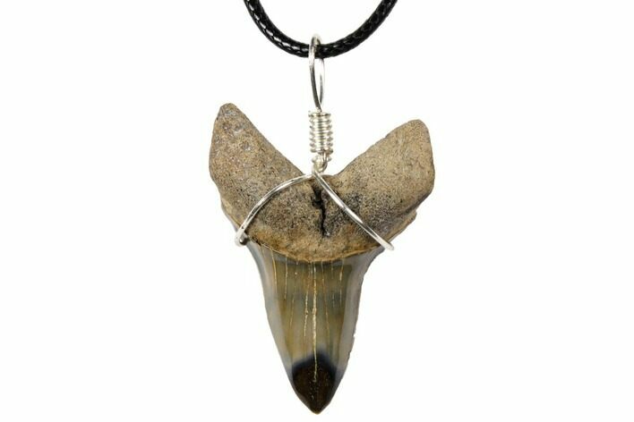 1.8" Fossil Mako Shark Tooth Necklace